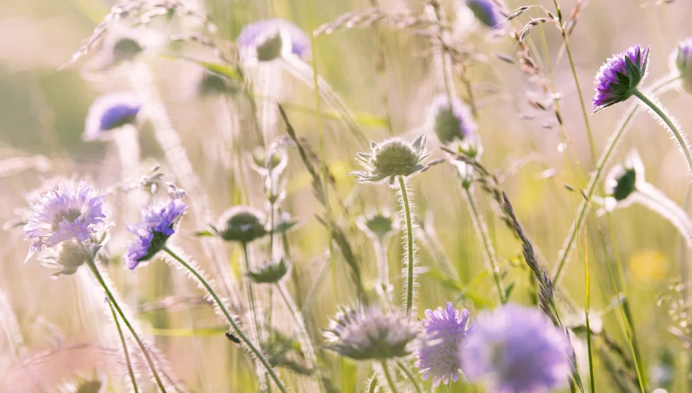 Killyleagh Plant Share