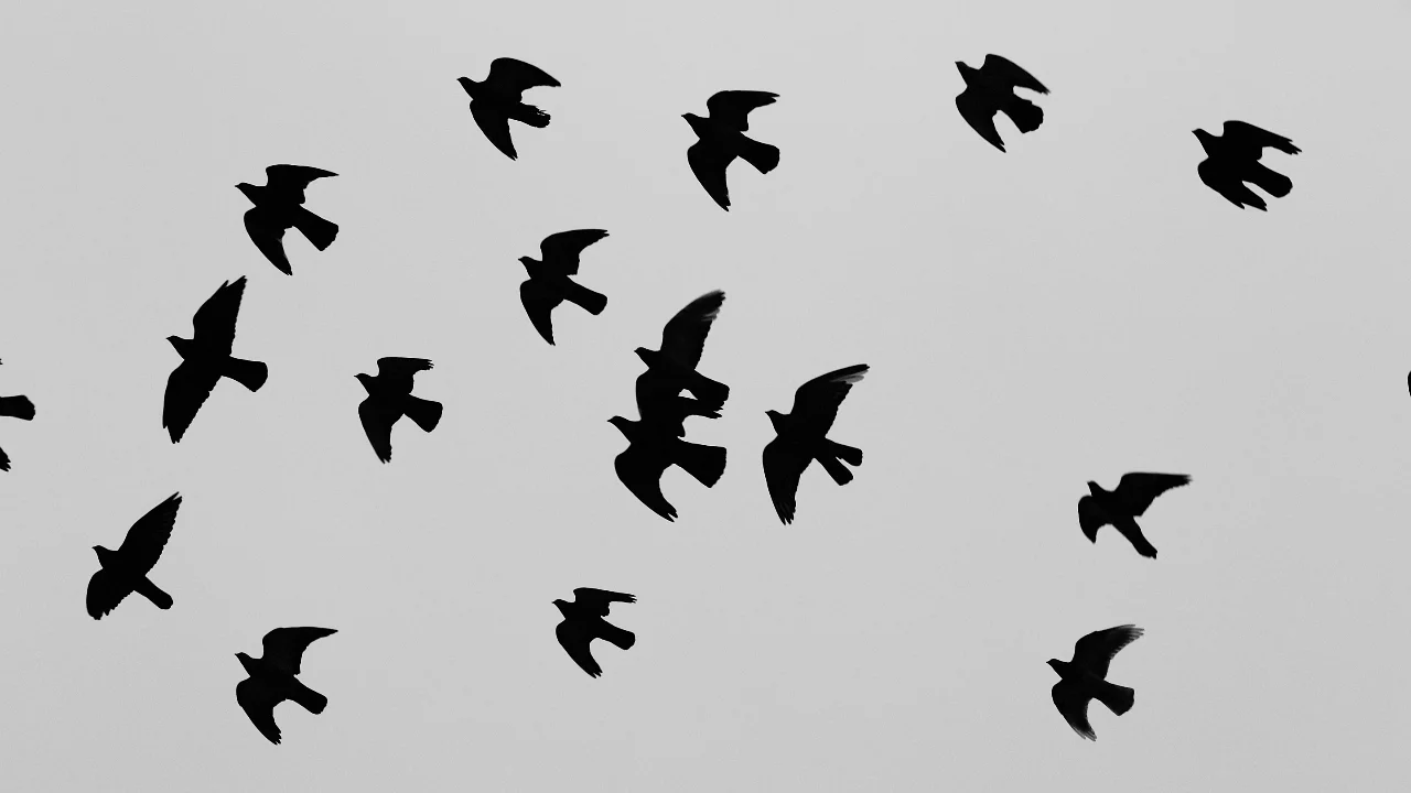 Killyleagh and District Pigeon Club