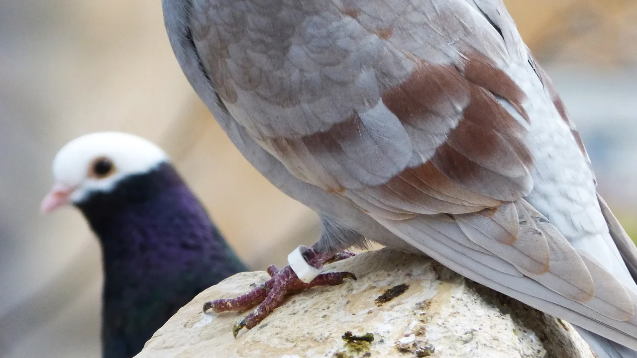 Close up on the feet of a pigeon on a rock with head of another in soft focus in the background.